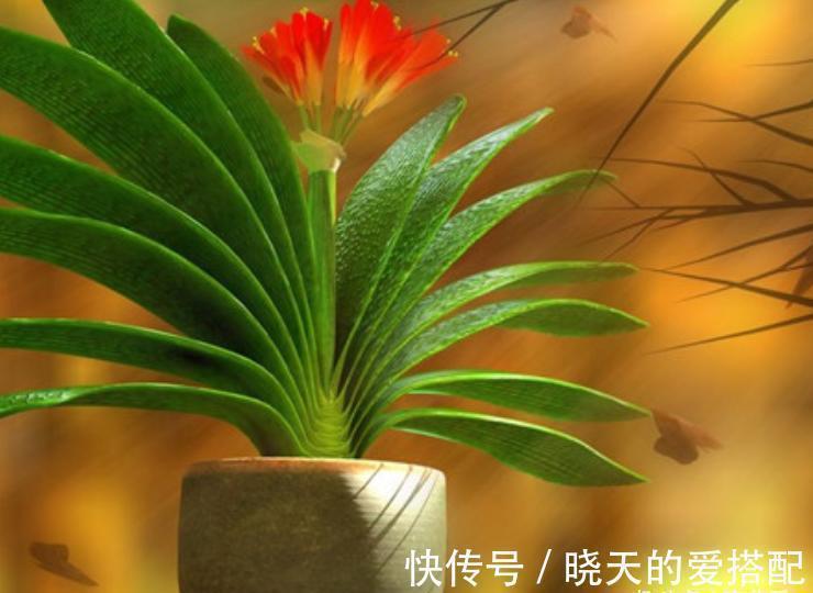 君子兰总是不开花,只用了“这几招”,年年绿叶红花,不断爆花芽