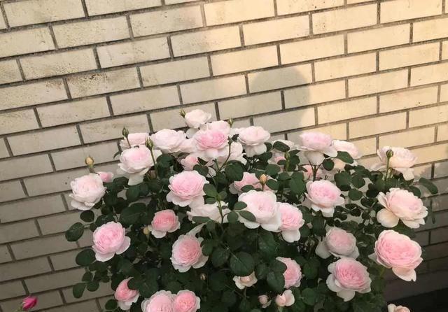 这4种花入冬就“假死”,简单处理一下,明年继续花开烂漫