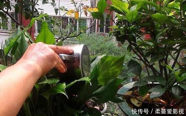 夏季浇花要慎重:用对3种''水''事半功倍,做错了后悔都来不及