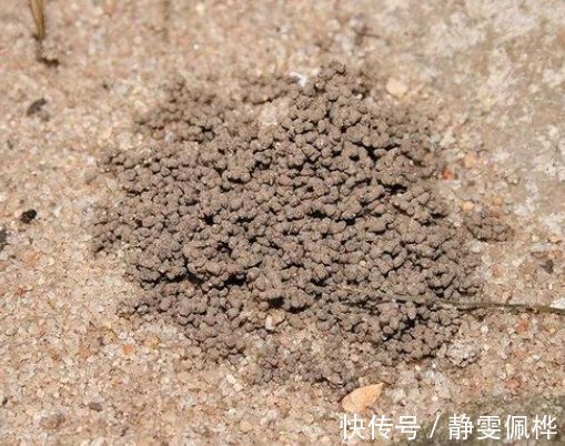 养花别再买营养土,盆里掺1把“废料”,土壤疏松透气,花开不停