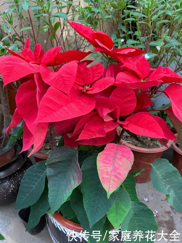 现在入手这几种花、新年新气象、喜气洋洋过大年