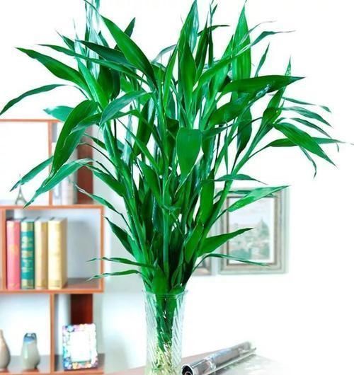 4种漂亮花,寓意好,大户人家都爱养,值得拥有!