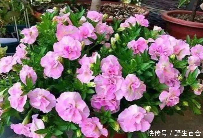 几种“高颜值花”，华贵漂亮，花开富贵、第一种已经被迷住了！