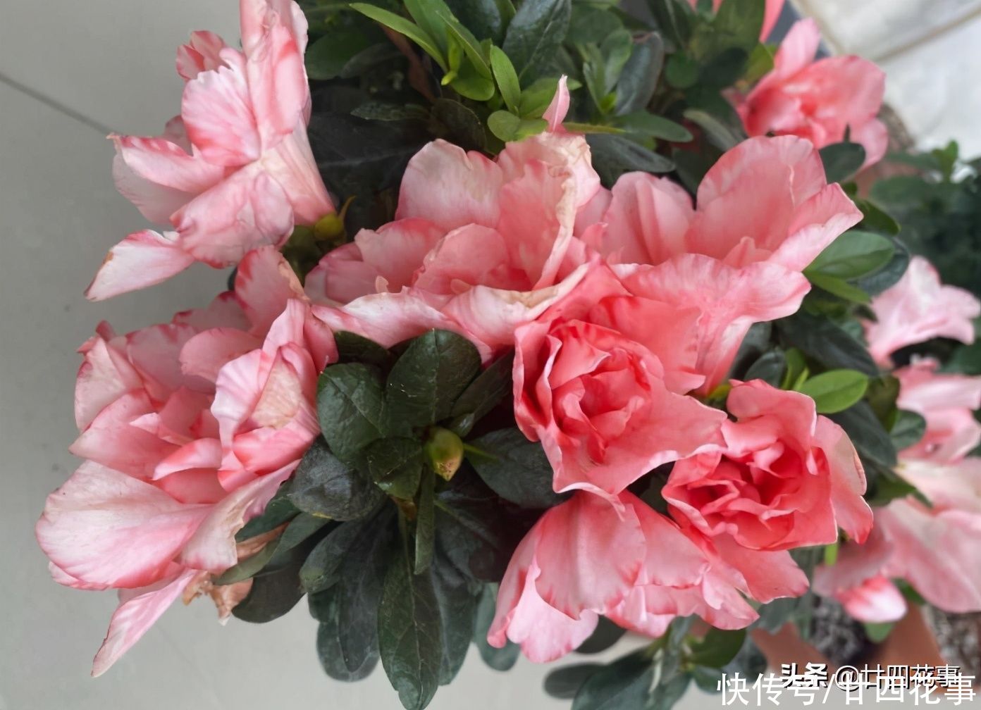 春节买的杜鹃花，容易“花后死”，做好3方面，每年开花不用买