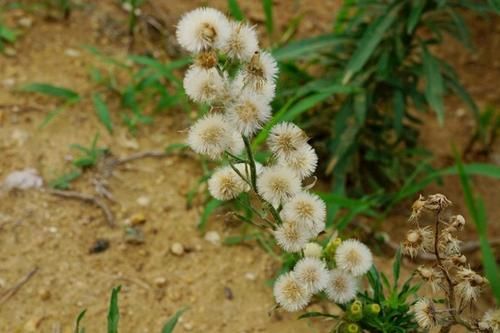 马嘶鸣#诗词:岸柳霞云唱晚，海涛涌、波飞沙展。秋日山花别样鲜