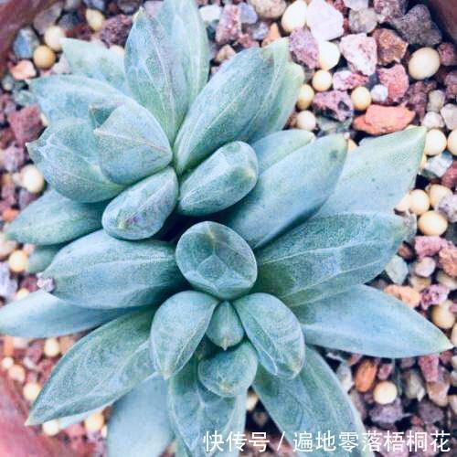 意境|10款意境深远的蓝色系多肉!养成老桩美呆了!越养越爱!