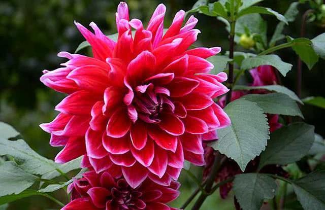 喜欢养花,那就养盆“荷兰菊”,花比叶多,冷热不忌,四季栽培