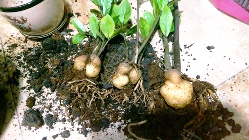 大岩桐|养2种花“吉祥”花,不要掏冤枉钱,1叶子插土里,冒出一圈土豆根