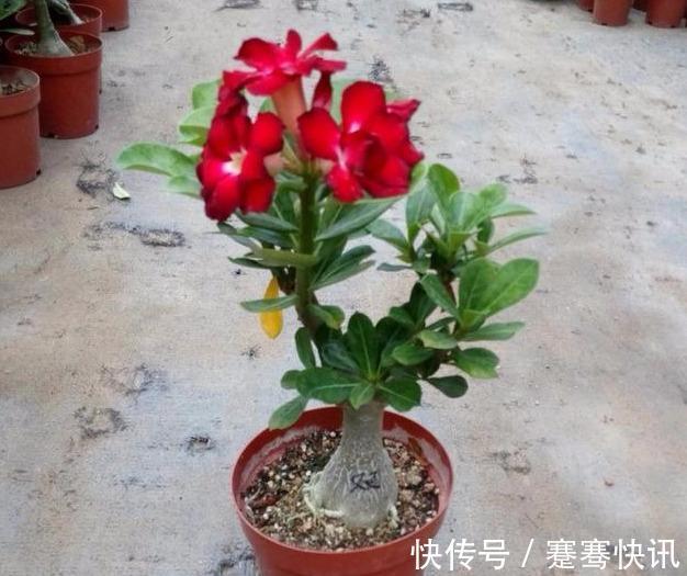 刚买的沙漠玫瑰，换盆注意“4点”，生根快速，夏季开花不间断