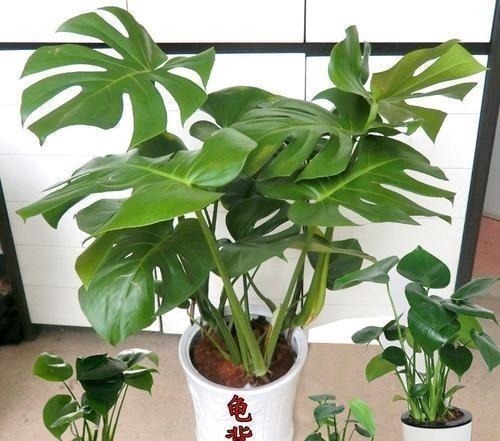 客厅种上4种花,大气上档次,越养越干净,来客倍有面子!