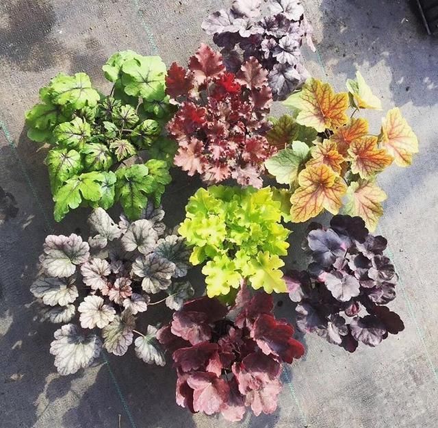 植株|夏天有12种花“晒不得”，见了“强光”就黄叶，挪个地方长得好