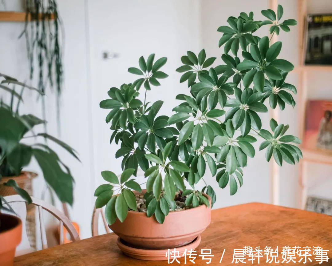 勤养鱼,懒养花,10种要粗养才长得好的室内盆栽