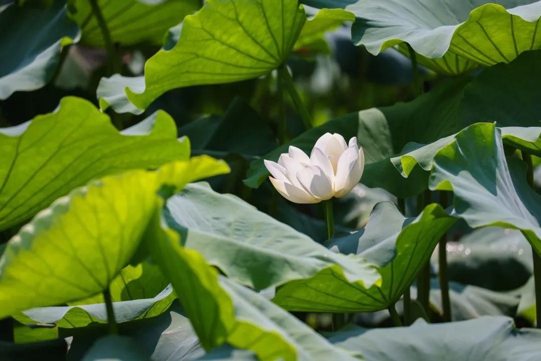 太空莲|樊城一号公路旁的“夏雨荷”，开了！