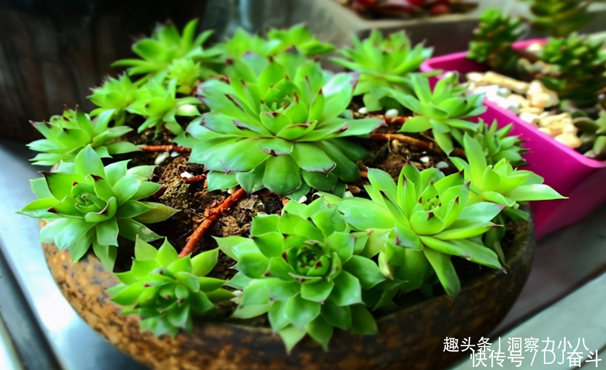 观音莲需“虐养”，勤做三动作，撒欢长易群生，次月爆崽一大圈