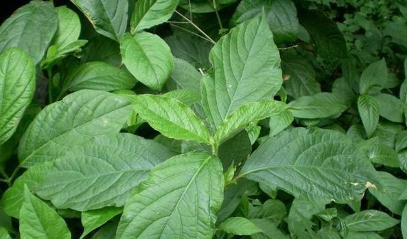 治疗|农村不起眼的3种野草,治疗咳嗽是一绝,很多人不知晓