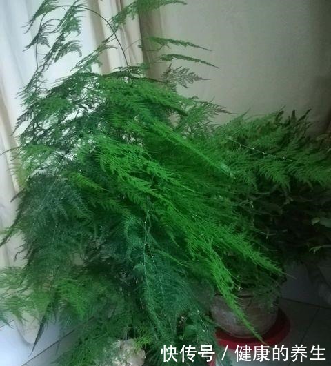 养文竹很简单,按照这个“步骤”走,越长越旺,枝繁叶茂绿油油!
