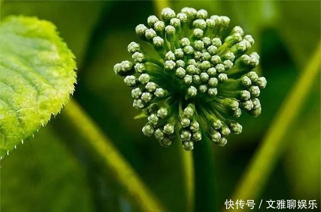 肾脏|李时珍:留下的一味药材,与3物泡水喝,归还阳气