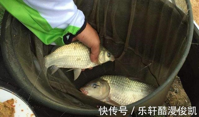 钓野生鱼和钓养殖鱼有什么不同垂钓野生鱼和养殖鱼的主要不同点