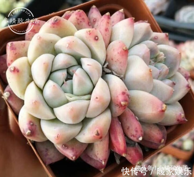 新手养多肉,看一看捏一捏,轻松掌握浇水,不必再用“3年功”