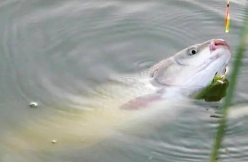 分享钓草鱼实用技巧，想要爆护不是光靠运气，钓技钓法很重要！莫忽视