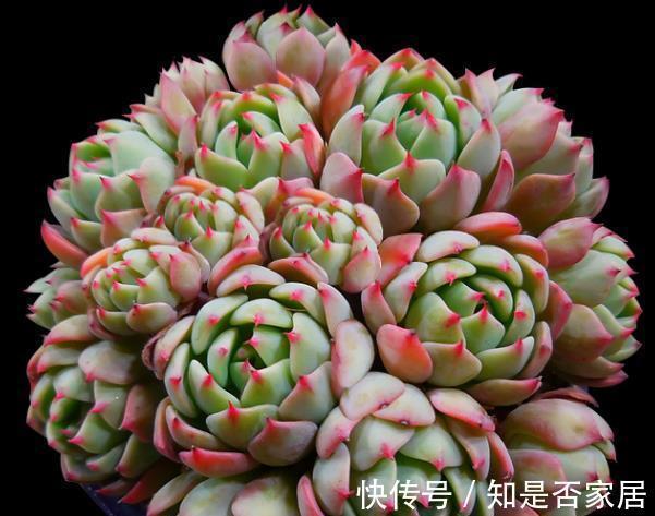 秋天养盆娜娜小勾，不用砍头也能群生，叶尖红红真迷人