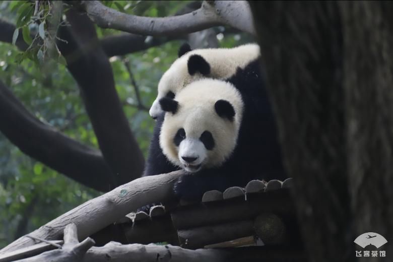 经济舱|南航330经济舱真霸气！座椅可随意后仰，仅次于单通道的明珠舱