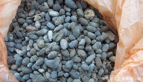盆栽|养花不会施肥?用4样东西垫盆底,10年不施肥,花卉照样砰砰长