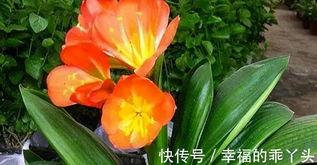 冬天养4盆花，浇水很关键，管住手才能多开花，你了解嘛