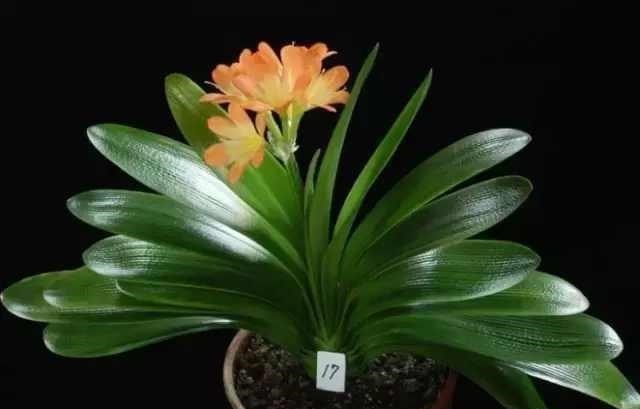 养护|君子兰怎么养好, 遇到这些问题该怎么办君子兰养护秘籍送给你