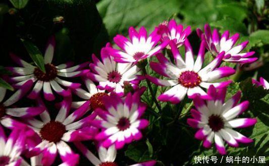 阳台适合养的4种花,花量大易爆盆,花开满盆