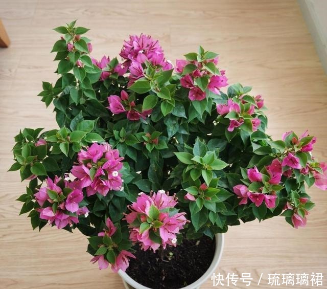 小菊|阳台小，建议养这4种“便宜花”，不占地方！