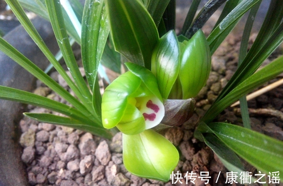 12月养春兰,忌讳这3点!忘记了,植株到来年春天开花难