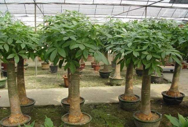 家里有小院的一定要种棵桂花,它的5种奇效,会让你意想不到