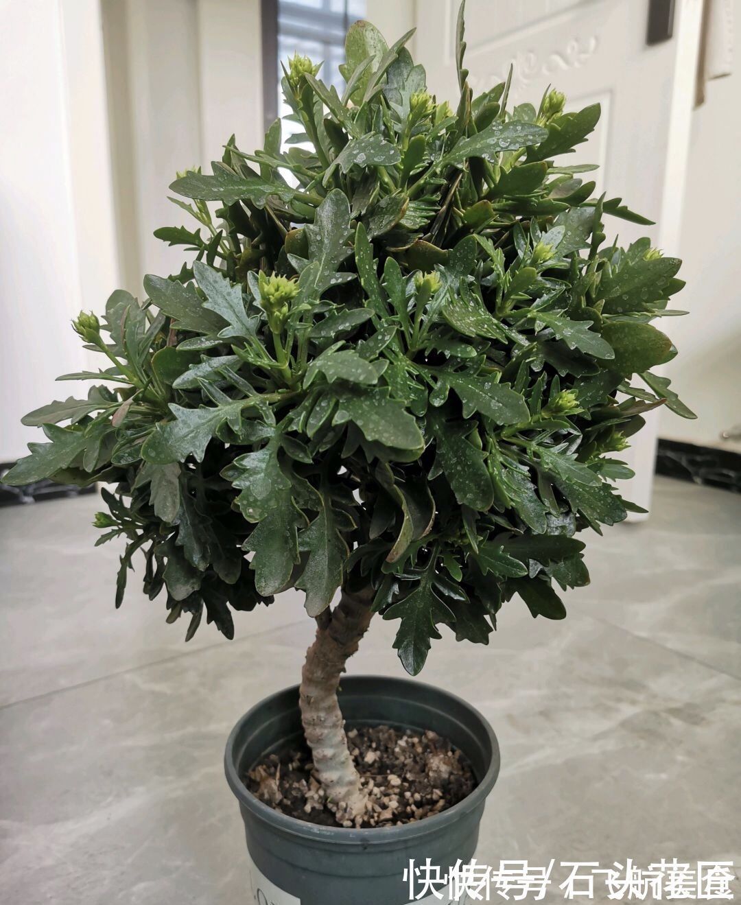 养了5年的长寿花“老桩”快开花了,总结4点经验,对你有用