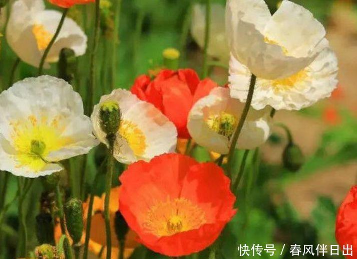 4种花高贵优雅,看了就让人沉醉,好养漂亮,一开就是300多天!