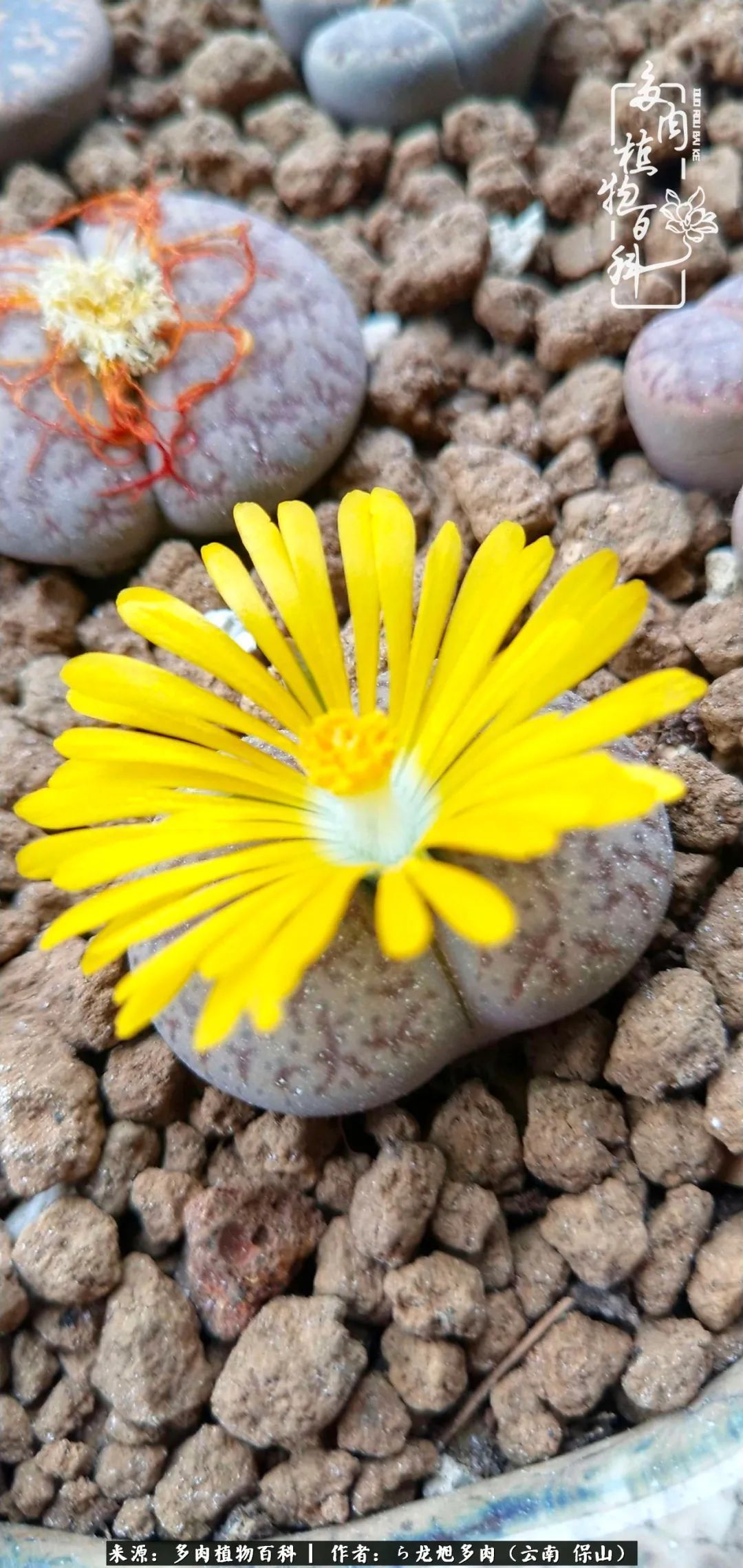 多肉植物|遇见多肉,遇见不一样的你,一养就是10几年!