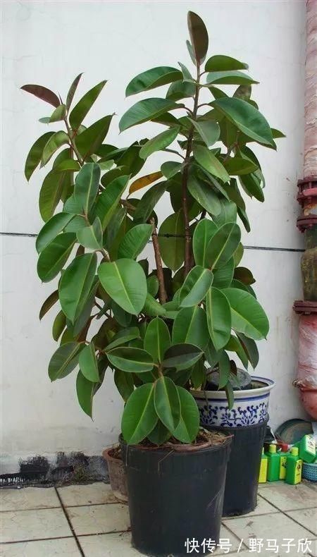 给家里选择“5种”耐荫花,养10年都翠绿、茂密,太省心了