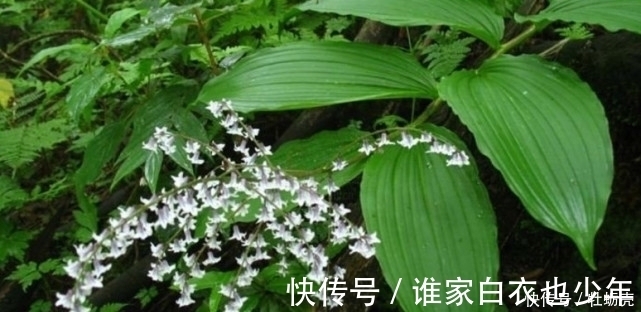 野菜|农村常吃的野生植物,只有几片叶子,有钱人都爱的不行!