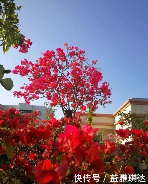 三角梅,蟹爪兰开花少,教你一个“土方法”,轻松爆花!