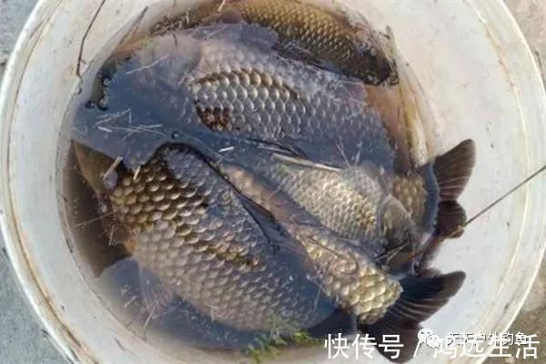 鲫鱼|钓鱼不钓草，完全瞎胡跑找个草窝就开钓，那离“扑空”不远了