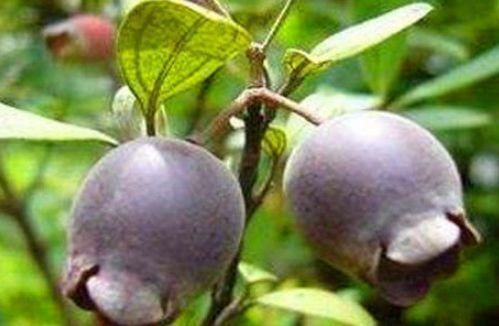 强身健体|人到中年推荐常吃以下食物，润肺止咳，延缓衰老，早吃早好