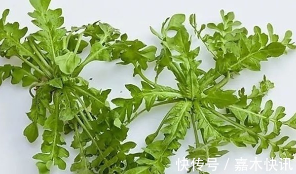代謝廢物|寧愿不吃，也不碰的幾種蔬菜，寄生蟲成堆，有些人還不知道呢