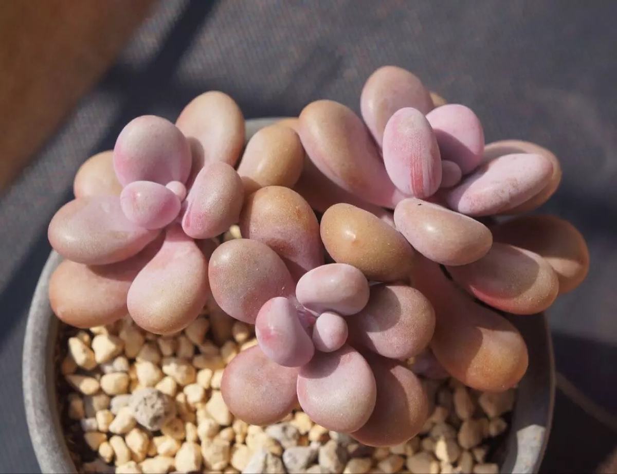 养护|9月开始,养桃蛋“牢记”2个字,半年养的“胖嘟嘟”,萌化了