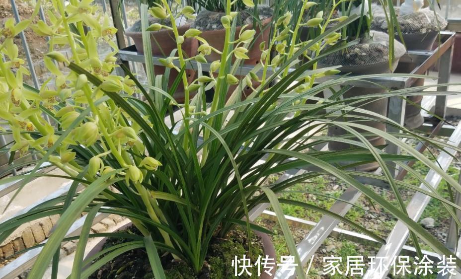 土壤|养花先养根,养兰先学会配土,微酸,一年苗有底肥就不用施肥