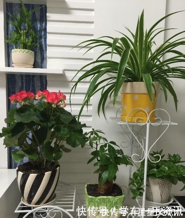 根系|5个养花好习惯,学会了,啥花都能养爆盆!5个养花好习惯,学会了,啥花都能养爆盆!