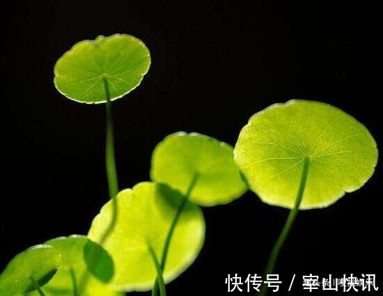 财源广进&此花姿态优美,碧玉的叶色呈现出清新脱俗之感,寓意为财源广进