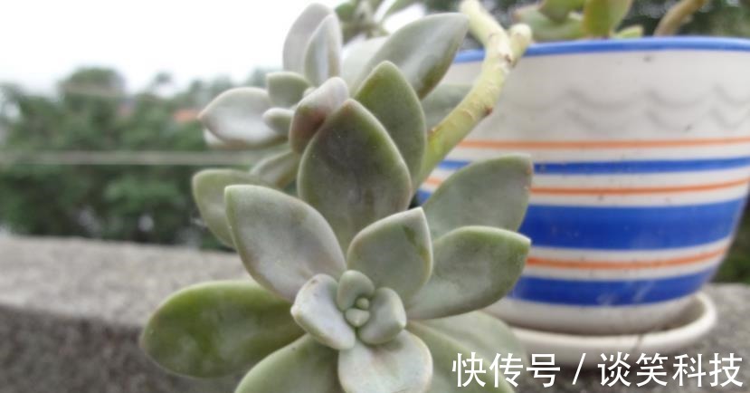 多肉|适合新人养殖的5款多肉,它们好看又易爆盆,拿来练手正好