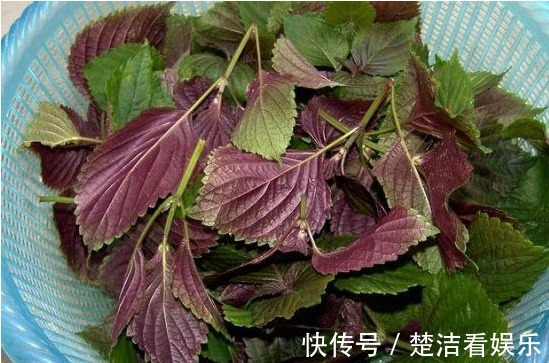 野菜|农村这种野菜,食疗价值高,能治疗风寒、解毒、安胎、提高食欲