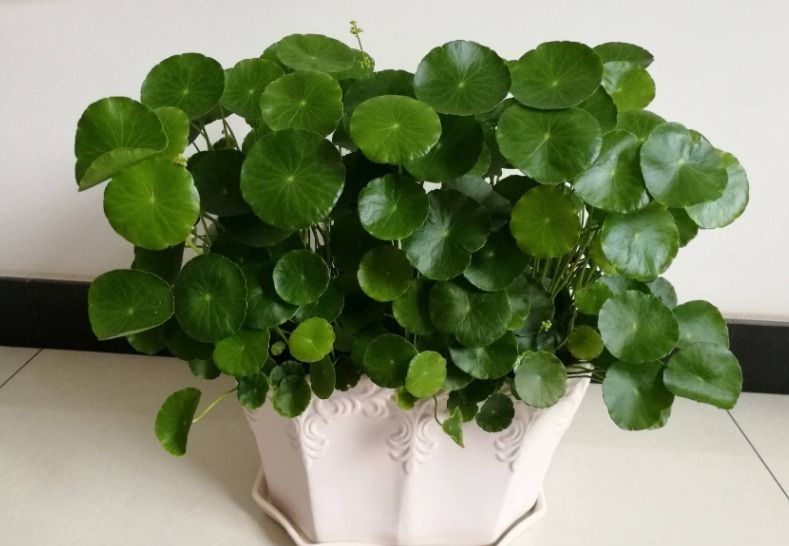 养花自制杀菌水有什么方法?学会这几招,用料安全,见效快