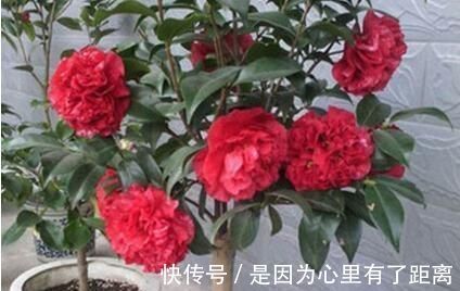 养花|最厉害的养花营养液给花喝一勺,啥花都喜欢,花开满枝条